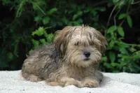 Frick and Frack, a male Shorkie for sale in Clover, VA – Photo 5 of 5