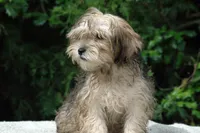 Frick and Frack, a male Shorkie for sale in Clover, VA – Photo 2 of 5