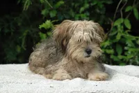 Frick and Frack, a male Shorkie for sale in Clover, VA – Photo 1 of 5