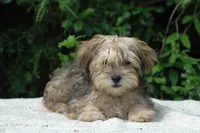 Frick and Frack, a male Shorkie for sale in Clover, VA – Photo 3 of 5