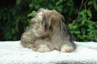 Frick and Frack, a male Shorkie for sale in Clover, VA – Photo 4 of 5