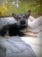 German Shepherd Male 1, a male German Shepherd Dog for sale in Clover, VA – 6 of 7