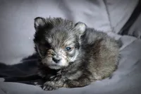 All Pups $600 Christmas Sale, a male Yorkshire Terrier for sale in Clover, VA – Photo 3 of 6