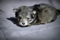 All Pups $600 Christmas Sale, a male Yorkshire Terrier for sale in Clover, VA – Photo 1 of 6