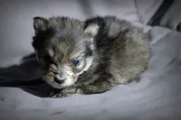 All Pups $600 Christmas Sale, a male Yorkshire Terrier for sale in Clover, VA – Photo 2 of 6