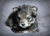 All Pups $600 Christmas Sale, a male Yorkshire Terrier for sale in Clover, VA – Photo 6 of 6