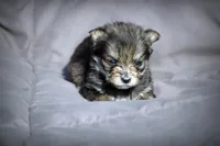 All Pups $600 Christmas Sale, a male Yorkshire Terrier for sale in Clover, VA – Photo 5 of 6