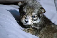 All Pups $600 Christmas Sale, a male Yorkshire Terrier for sale in Clover, VA – Photo 4 of 6