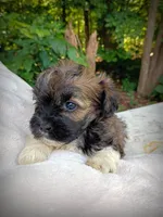 Shorkie Male 6, a male Shorkie for sale in Clover, VA – 3 of 6