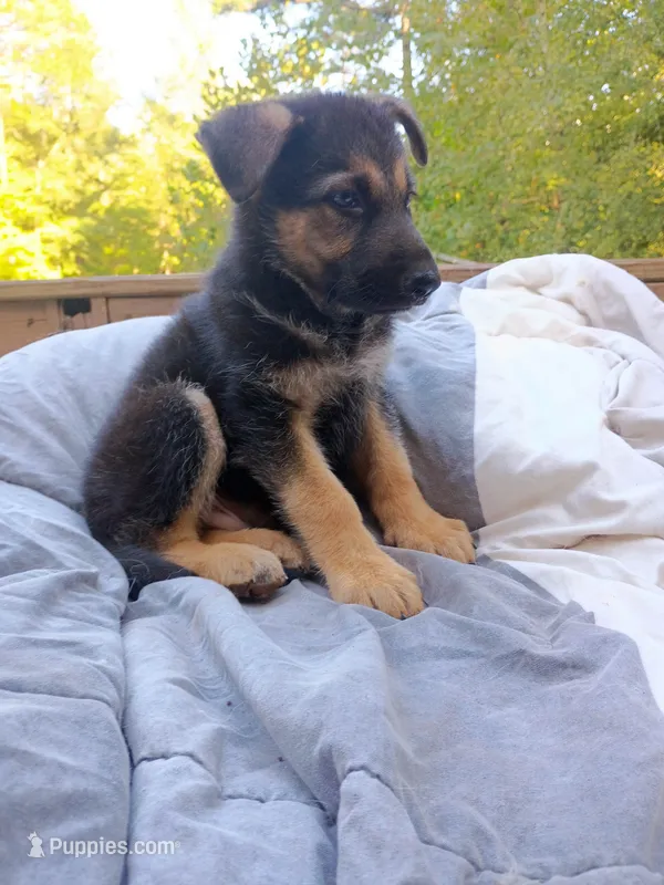 German Shepherd Male 2 – German Shepherd Dog puppy for sale in Clover, VA