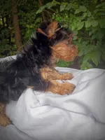 Baby Red 2 Male, a male Yorkshire Terrier for sale in Clover, VA – 5 of 5