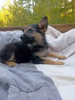 German Shepherd Male 1, a male German Shepherd Dog for sale in Clover, VA – 3 of 7