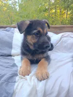 German Shepherd Male 2, a male German Shepherd Dog for sale in Clover, VA – 4 of 7