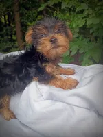 Baby Red 2 Male, a male Yorkshire Terrier for sale in Clover, VA – 3 of 5