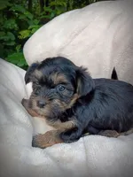 Shorkie Male 1, a male Shorkie for sale in Clover, VA – 8 of 8