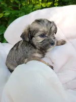 Shorkie Female 3, a female Shorkie for sale in Clover, VA – 2 of 6