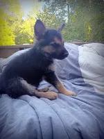 German Shepherd Male 1, a male German Shepherd Dog for sale in Clover, VA – 4 of 7