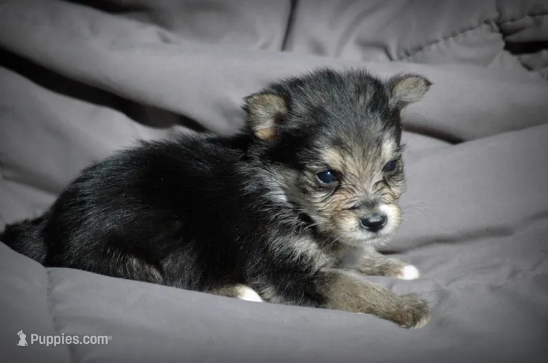 All Pups $600 Christmas Sale