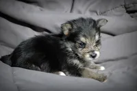 All Pups $600 Christmas Sale, a male Yorkshire Terrier for sale in Clover, VA – Photo 1 of 7