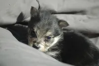 All Pups $600 Christmas Sale, a male Yorkshire Terrier for sale in Clover, VA – Photo 4 of 7