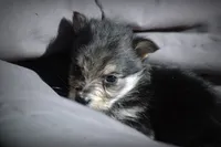 All Pups $600 Christmas Sale, a male Yorkshire Terrier for sale in Clover, VA – Photo 3 of 7