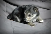 All Pups $600 Christmas Sale, a male Yorkshire Terrier for sale in Clover, VA – Photo 2 of 7