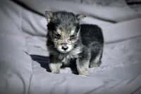 All Pups $600 Christmas Sale, a male Yorkshire Terrier for sale in Clover, VA – Photo 6 of 7