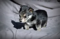 All Pups $600 Christmas Sale, a male Yorkshire Terrier for sale in Clover, VA – Photo 5 of 7