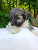Shorkie Male 5, a male Shorkie for sale in Clover, VA – 5 of 7