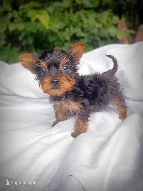 Baby Red Yorkie 1 – Yorkshire Terrier puppy for sale in Clover, VA