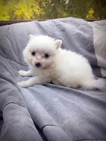 American Eskimo Male, a male American Eskimo for sale in Clover, VA – 4 of 5
