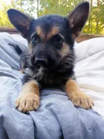 German Shepherd Male 1, a male German Shepherd Dog for sale in Clover, VA – 5 of 7