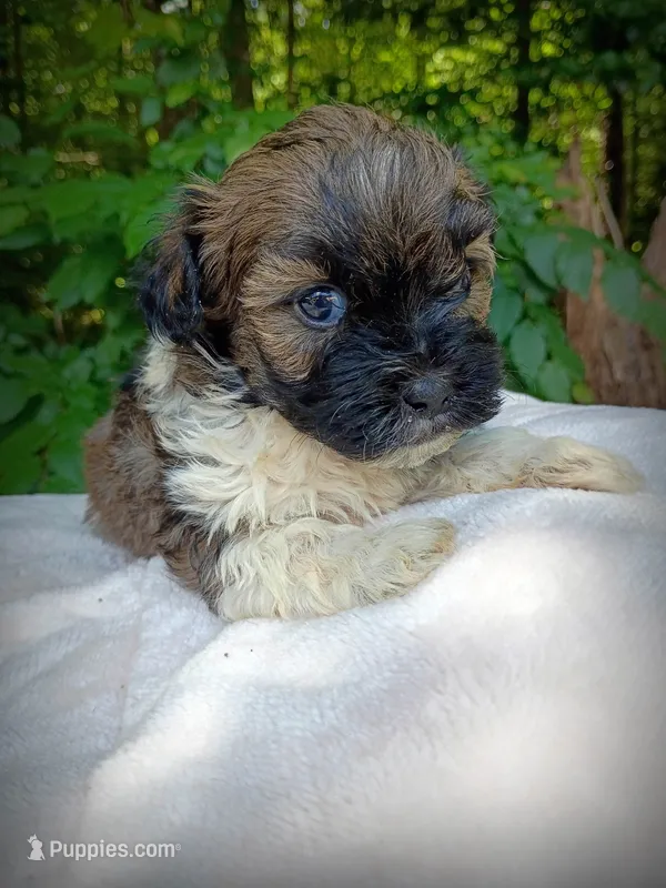 Shorkie Male 6 – Shorkie puppy for sale in Clover, VA