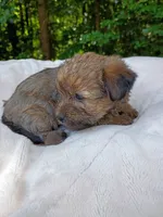 Shorkie Female 4, a female Shorkie for sale in Clover, VA – 3 of 6