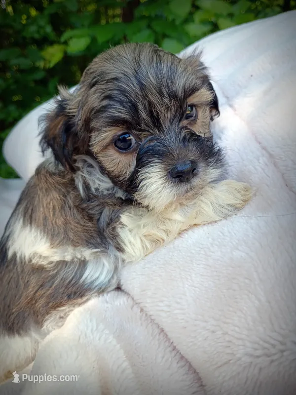 Shorkie Male 5 – Shorkie puppy for sale in Clover, VA