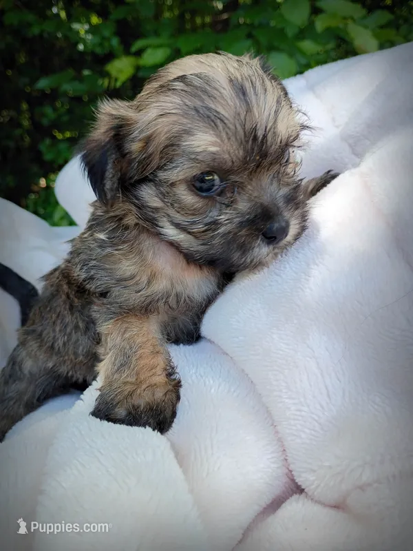 Shorkie Female 8 – Shorkie puppy for sale in Clover, VA