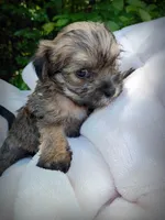 Shorkie Female 8, a male Shorkie for sale in Clover, VA – 1 of 6