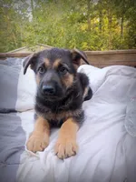German Shepherd Male 2, a male German Shepherd Dog for sale in Clover, VA – 2 of 7