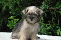 Awesome Sale, a female Shorkie for sale in Clover, VA – Photo 4 of 5