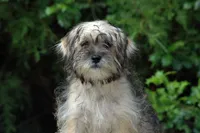 Awesome Sale, a female Shorkie for sale in Clover, VA – Photo 3 of 5