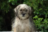 Awesome Sale, a female Shorkie for sale in Clover, VA – Photo 2 of 5