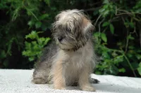 Awesome Sale, a female Shorkie for sale in Clover, VA – Photo 5 of 5