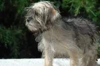 Awesome Sale, a female Shorkie for sale in Clover, VA – Photo 1 of 5