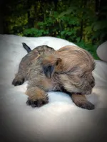 Shorkie Female 8, a male Shorkie for sale in Clover, VA – 4 of 6