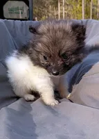 Pomimo 2, a female Pomimo for sale in Clover, VA – Photo 2 of 4