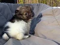 Pomimo 2, a female Pomimo for sale in Clover, VA – Photo 1 of 4