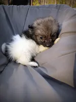 Pomimo 2, a female Pomimo for sale in Clover, VA – Photo 4 of 4