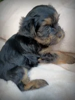 Shorkie Male 1, a male Shorkie for sale in Clover, VA – 3 of 8