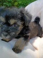 Shorkie Male 2, a male Shorkie for sale in Clover, VA – 6 of 7