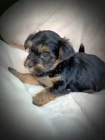 Shorkie Male 1, a male Shorkie for sale in Clover, VA – 4 of 8